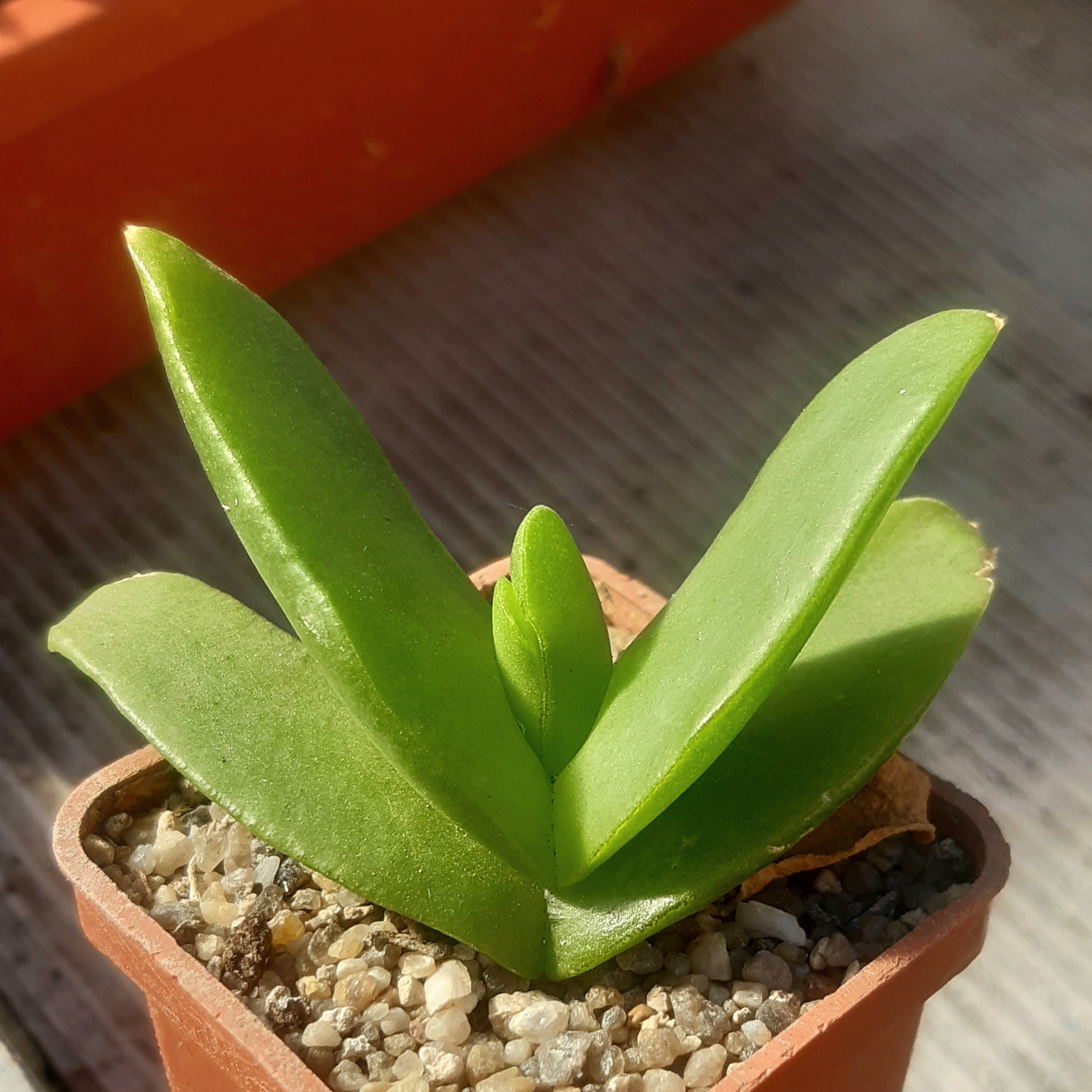 Glottiphyllum arrectum