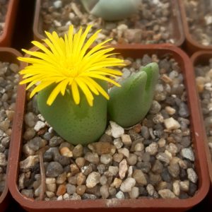 Conophytum bilobum ssp.altum