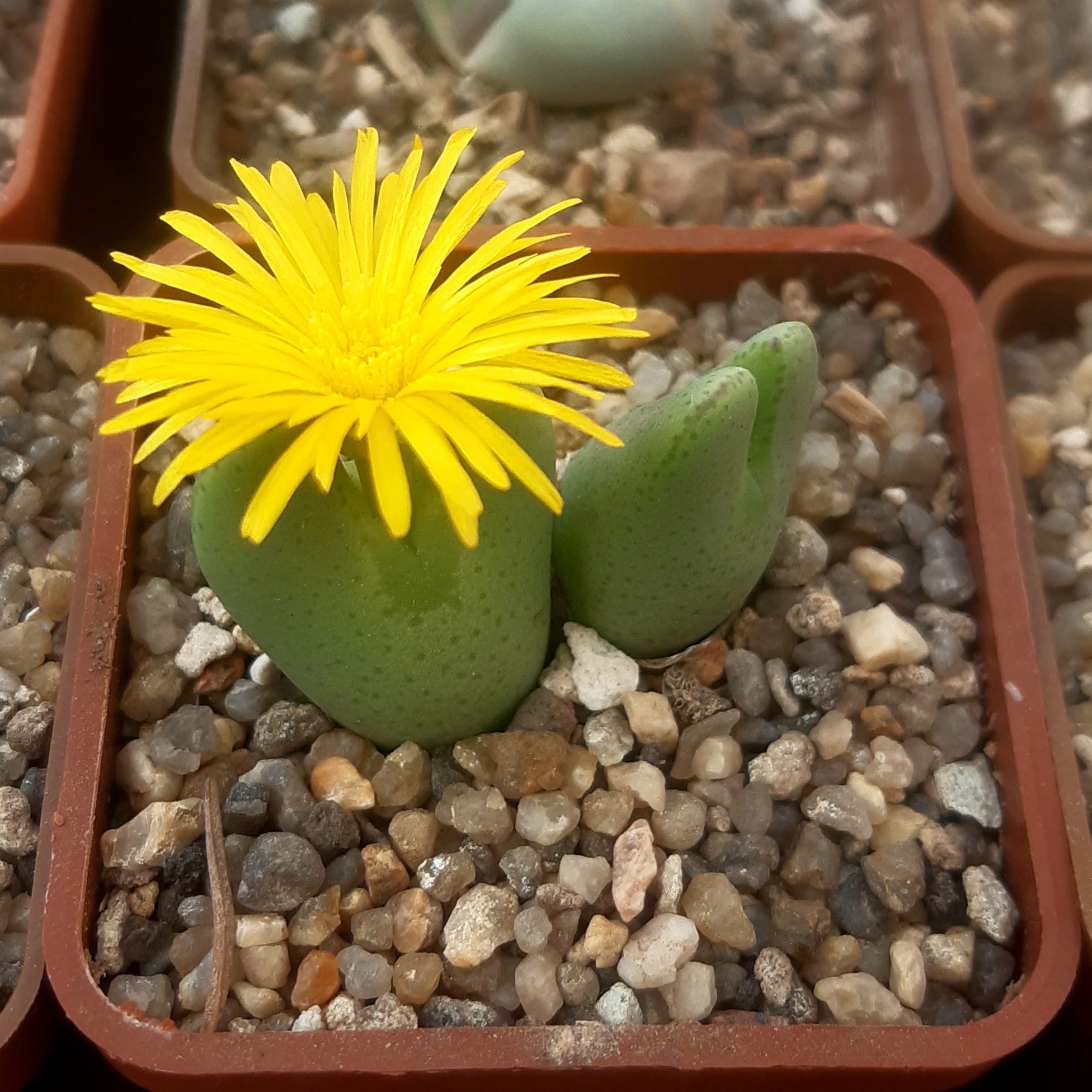 Conophytum bilobum ssp.altum