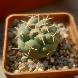 Coryphantha valida VZD95 Est.Vanegas SLP