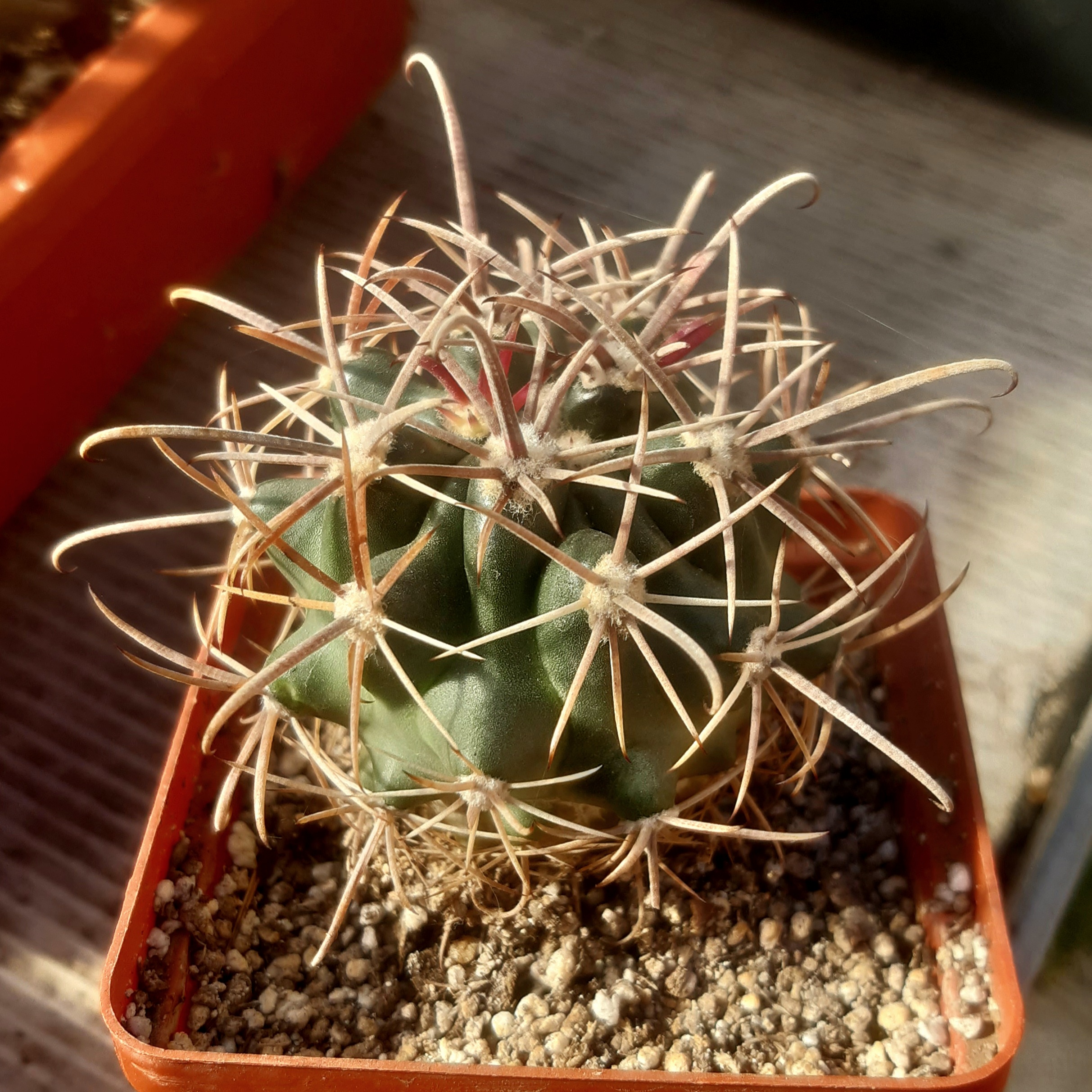 Ferocactus fordii 'borealis' Koehres