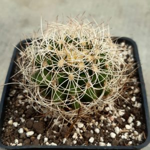 Discocactus araneispinus