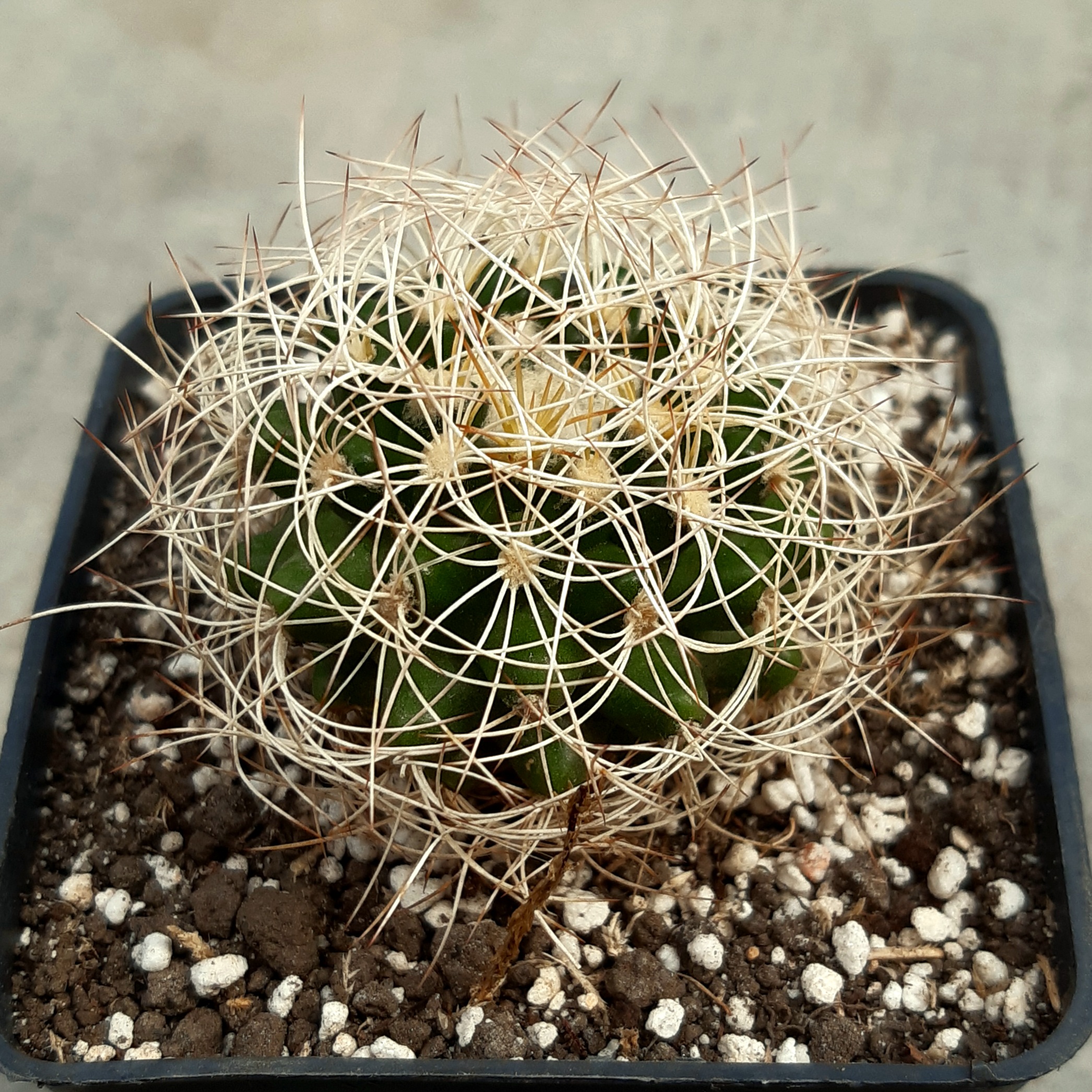 Discocactus araneispinus