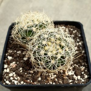 Discocactus araneispinus two heads
