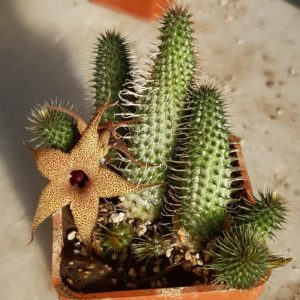 Huernia pilansii