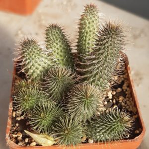 Huernia pilansii