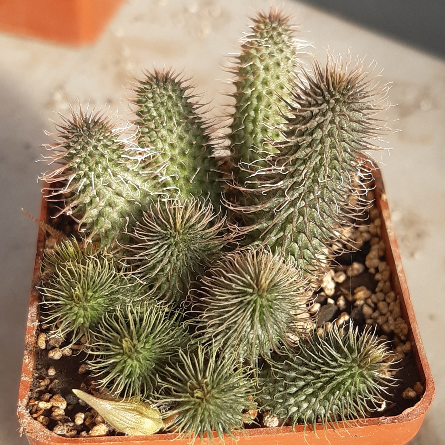 Huernia pilansii