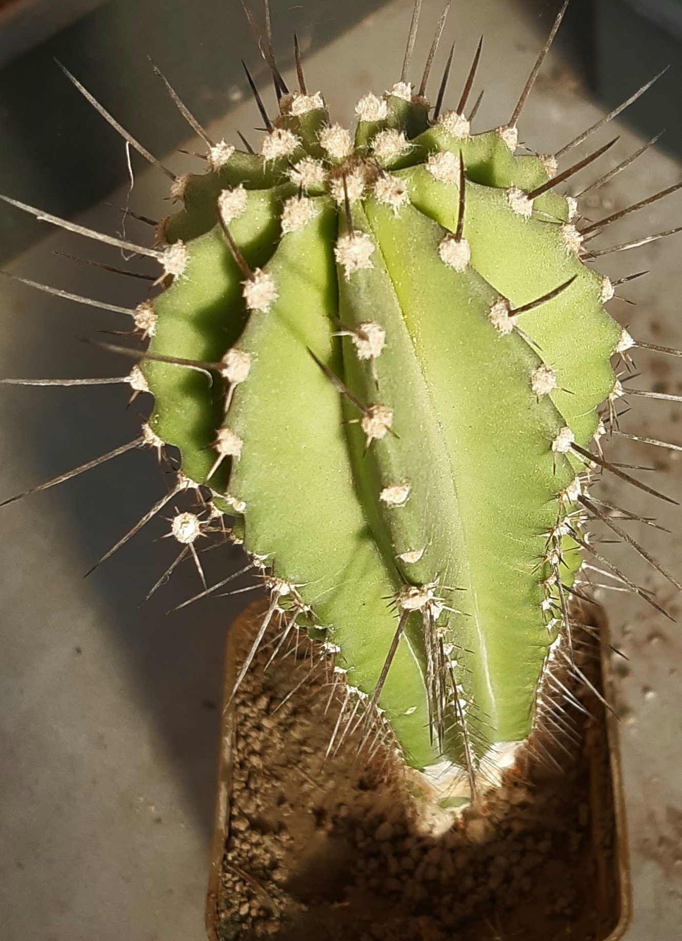 Rooksbya (Neobuxbaumia) euphorbioides
