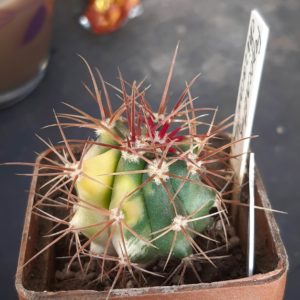 Ferocactus chrysacanthus variegata #4
