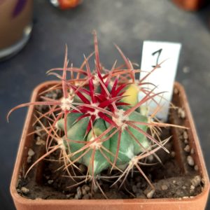 Ferocactus chrysacanthus variegata #1