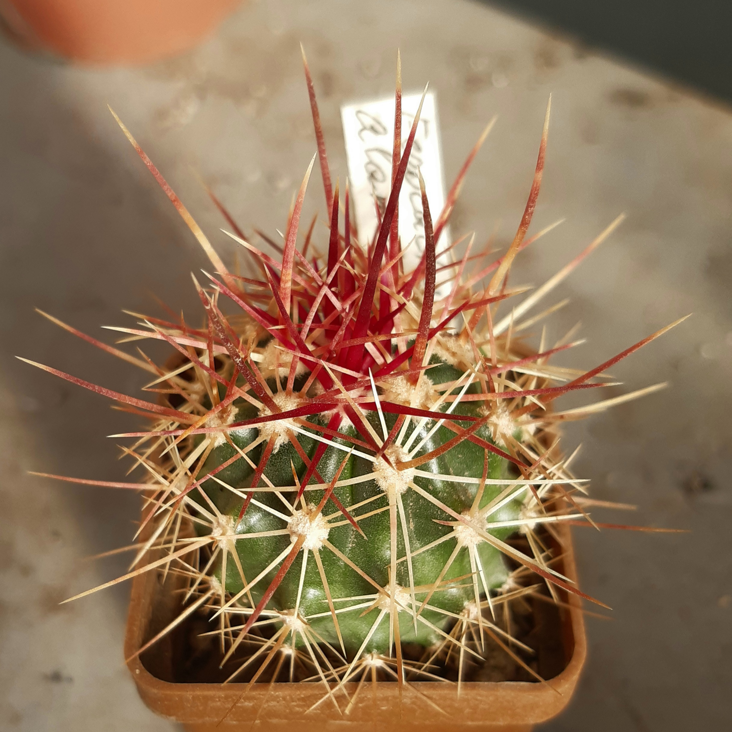 Ferocactus alomosanus