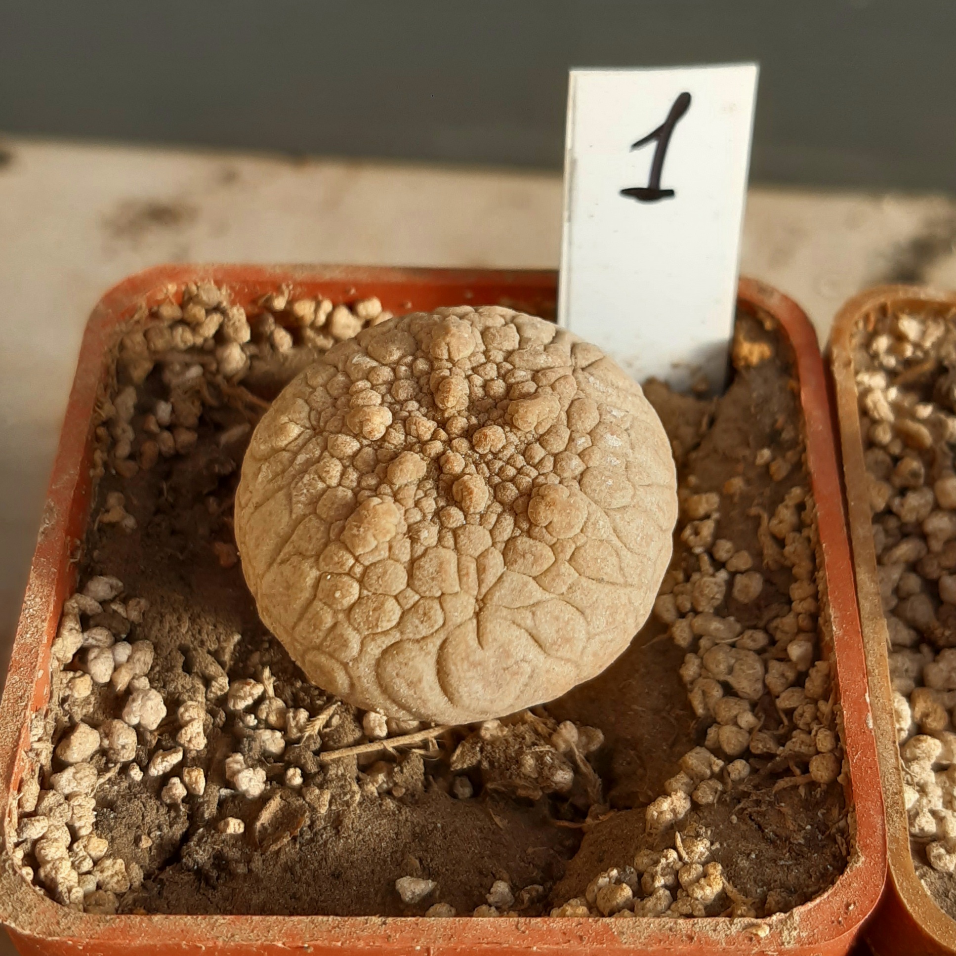 Pseudolithos eylensis #1