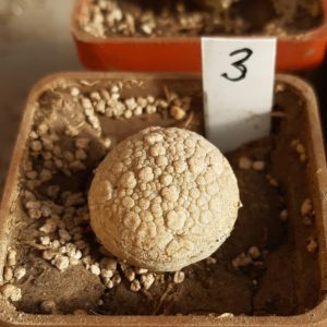Pseudolithos miguirtinus #3
