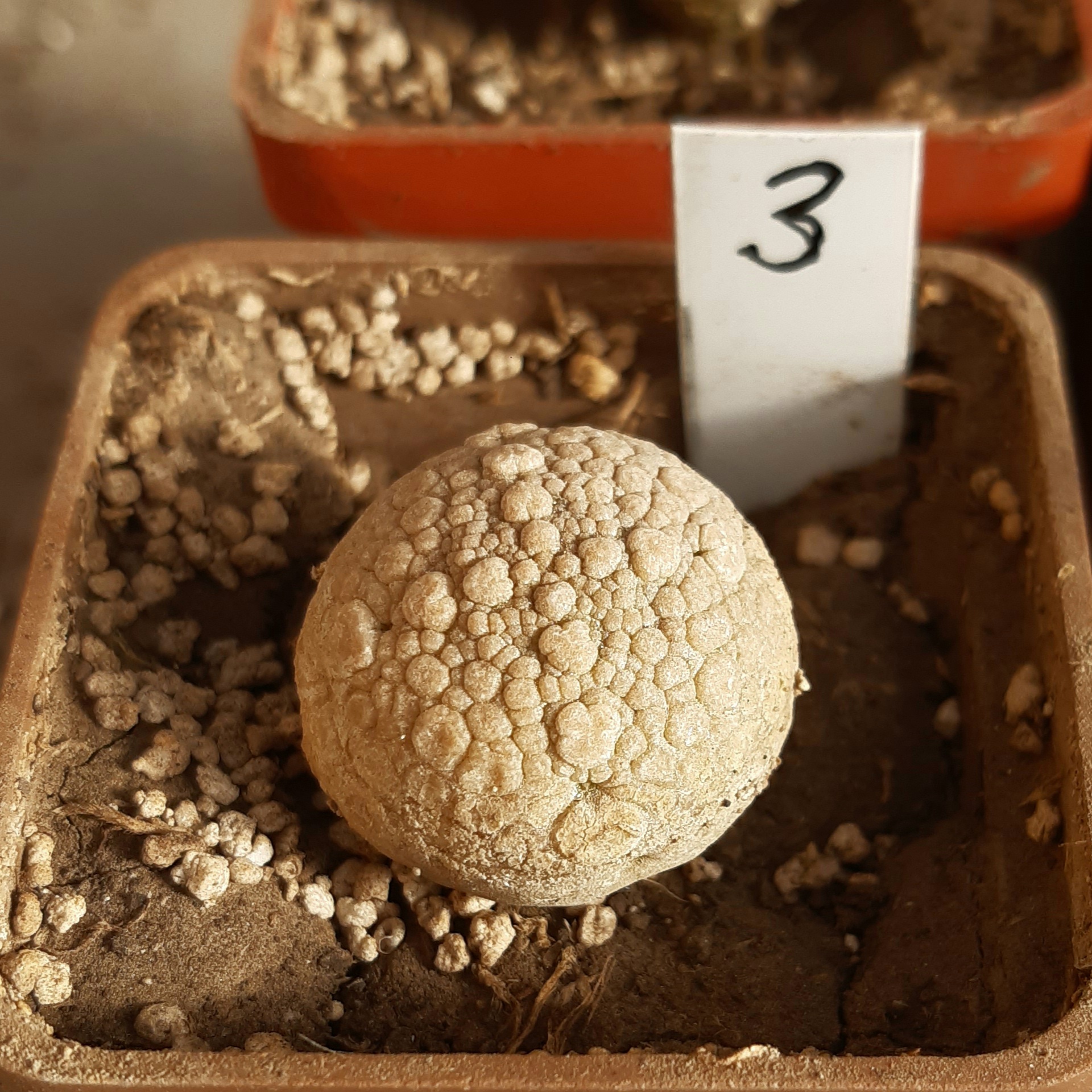 Pseudolithos miguirtinus #3