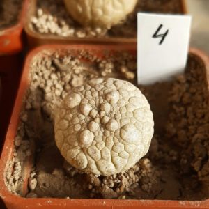 Pseudolithos eylensis #4
