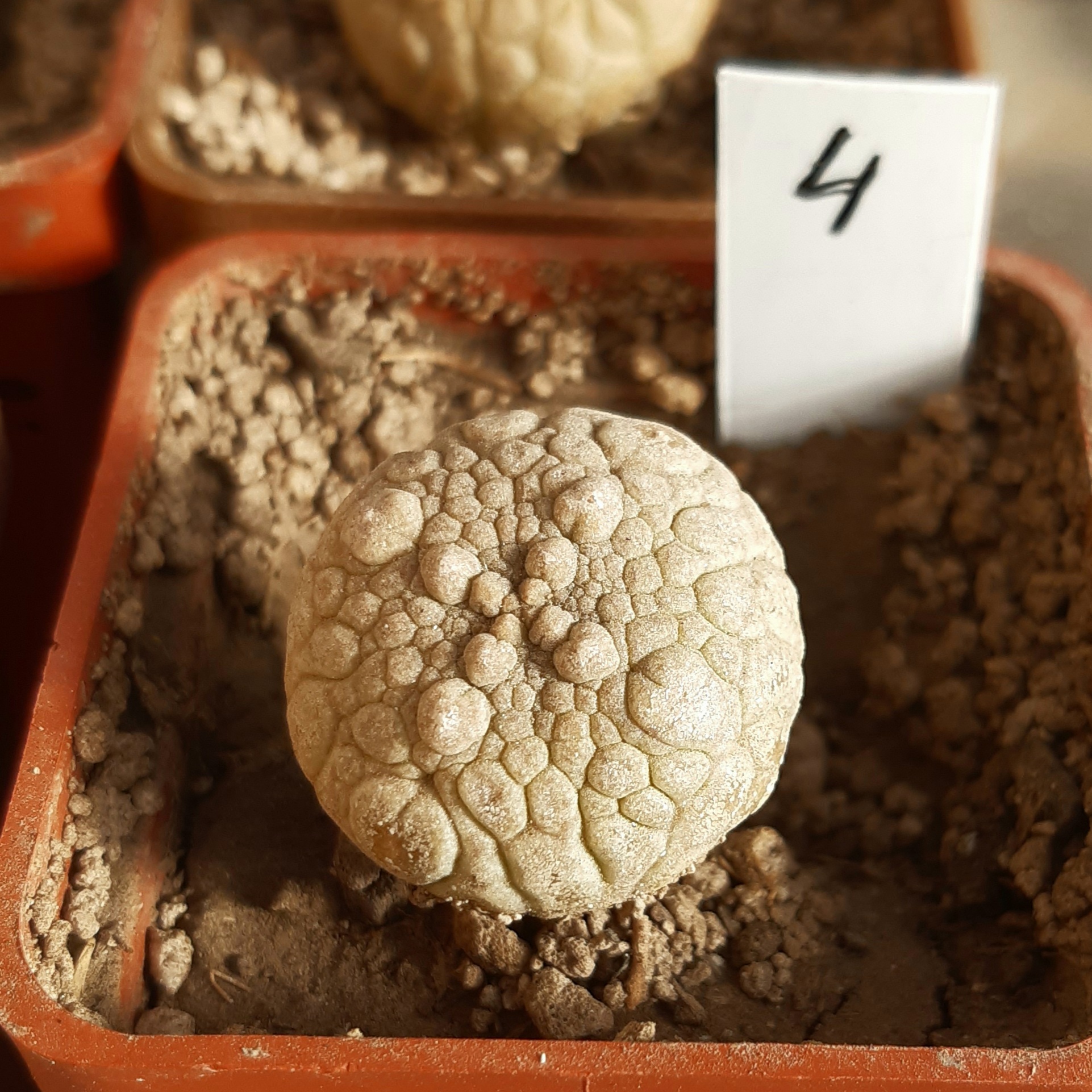 Pseudolithos eylensis #4