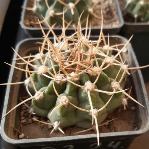 Gymnocalycium knolli