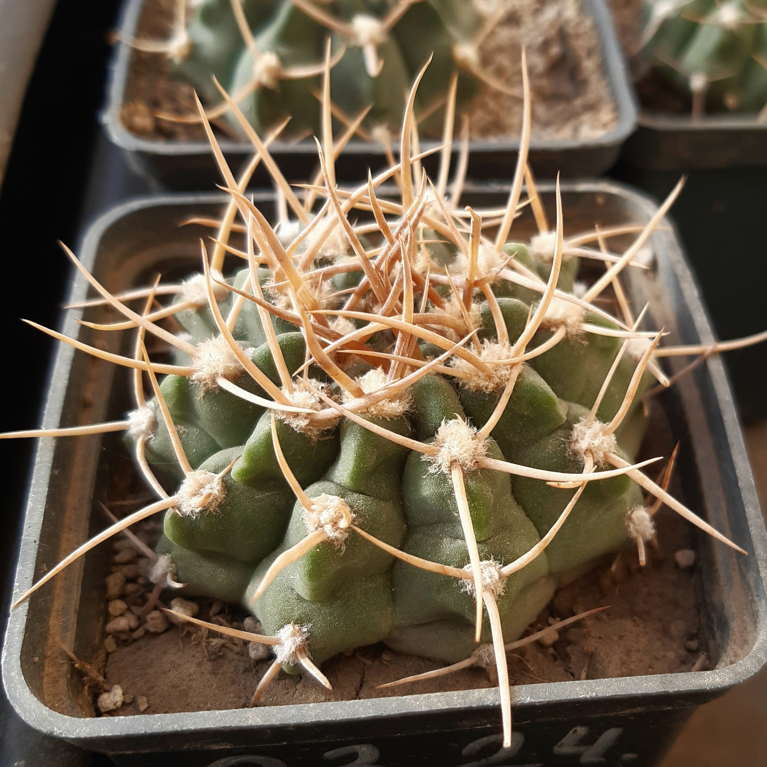 Gymnocalycium knolli
