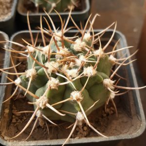 Gymnocalycium knolli