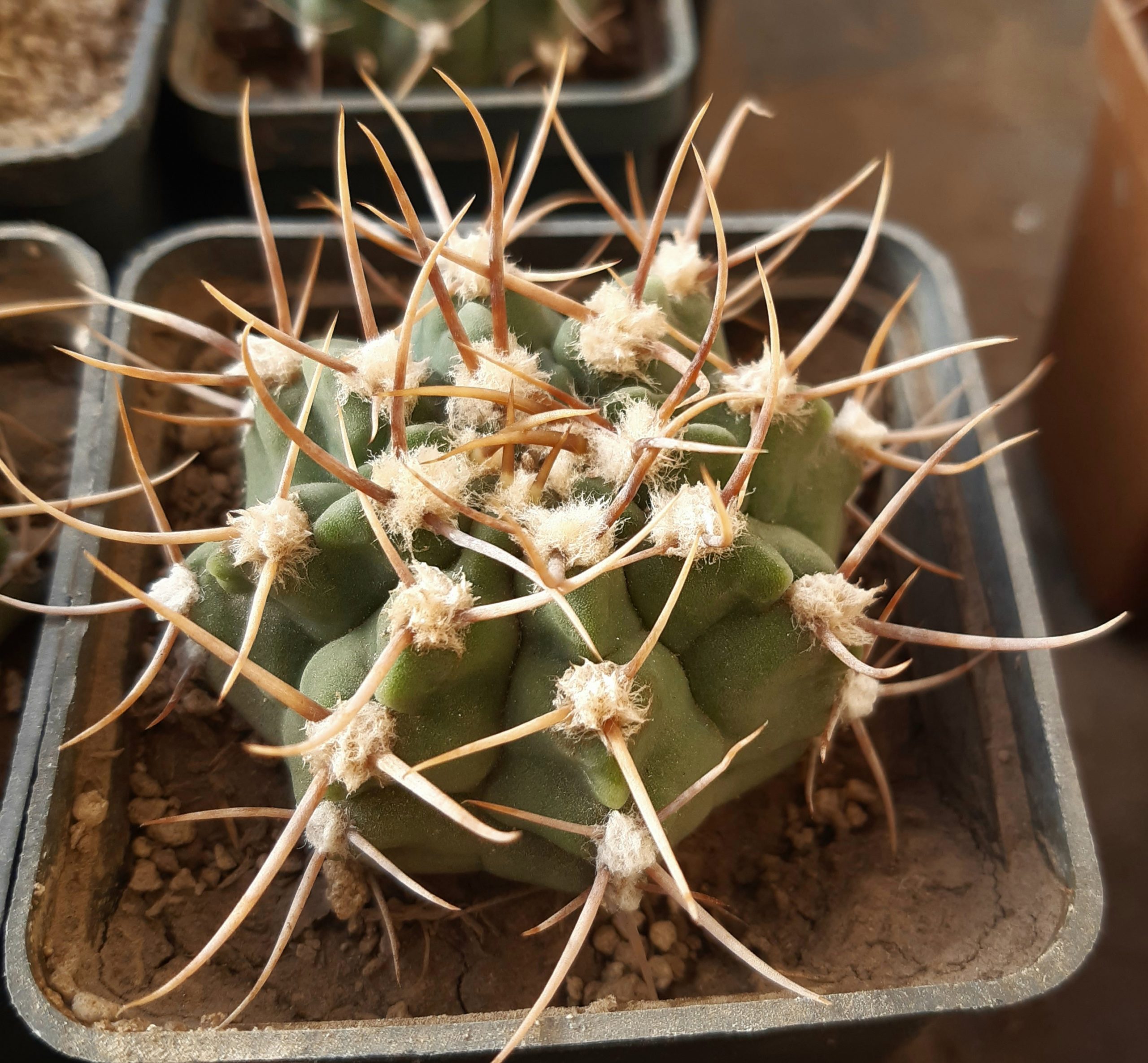Gymnocalycium knolli