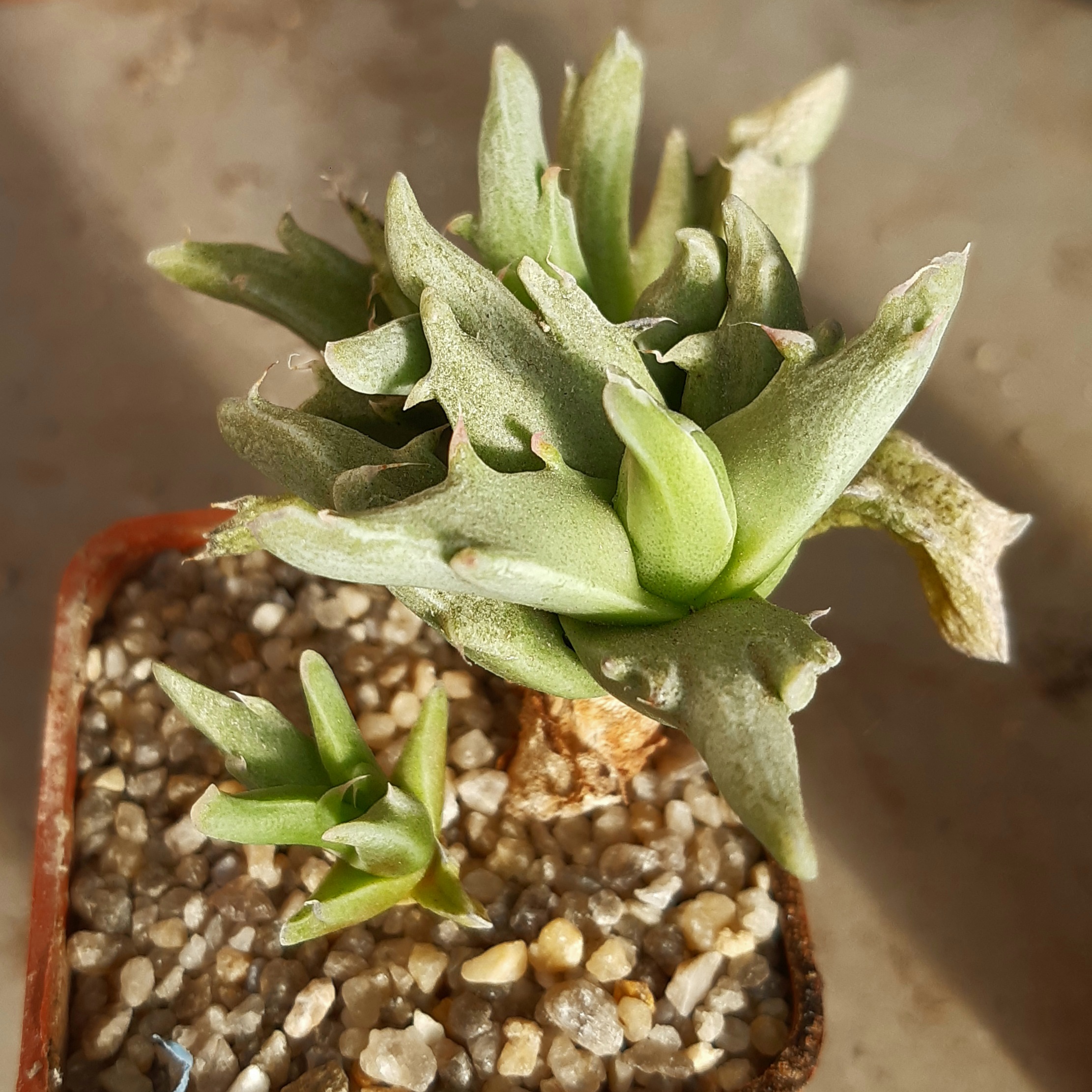 Faucaria tigrina monstrosa