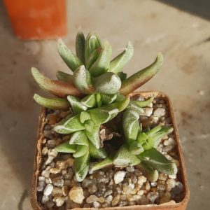 Faucaria tigrina monstrosa