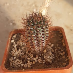 Frailea angelesii P390