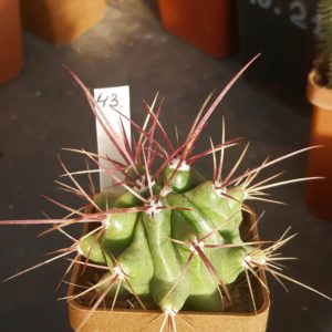 Ferocactus stainesii 'pilosus'