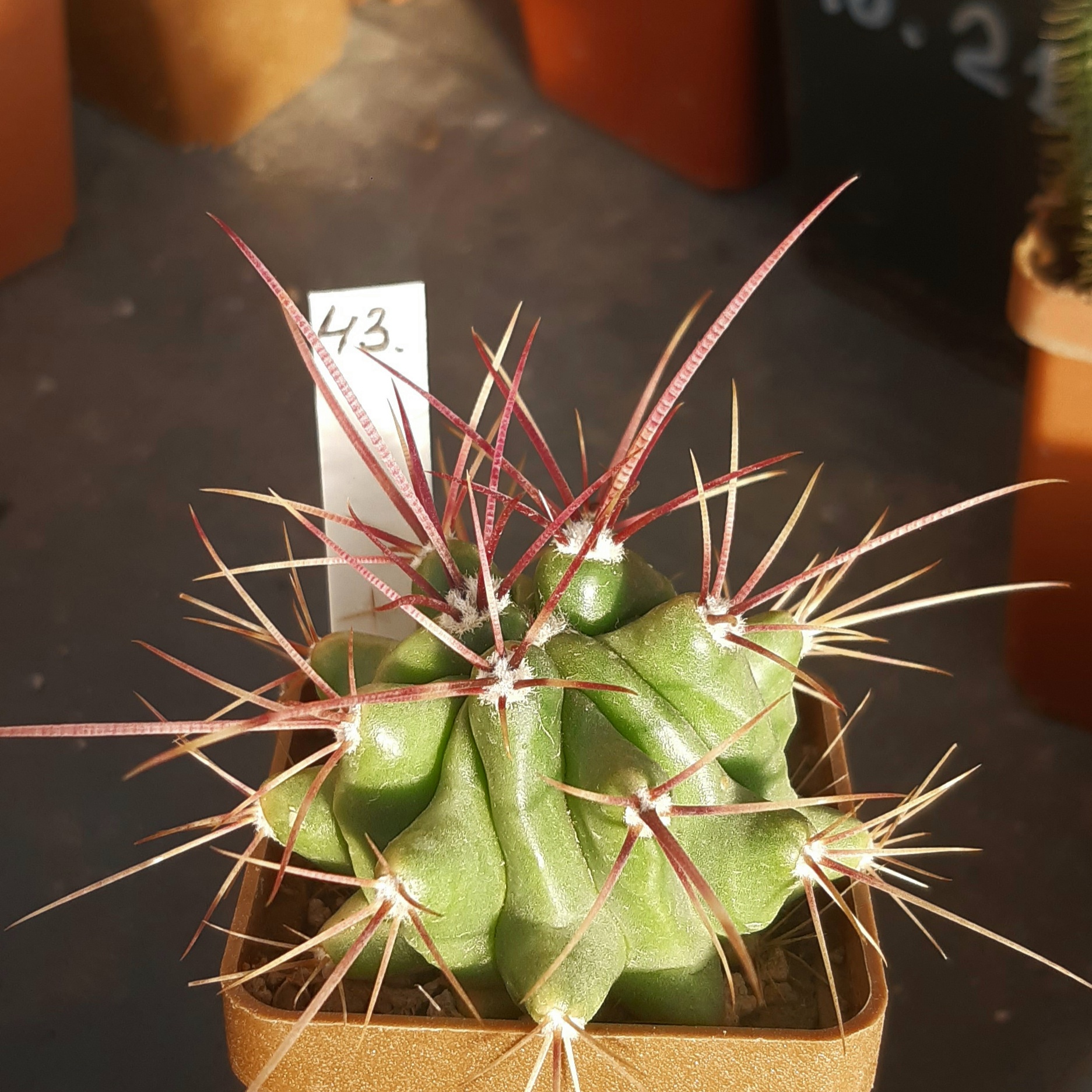 Ferocactus stainesii 'pilosus'