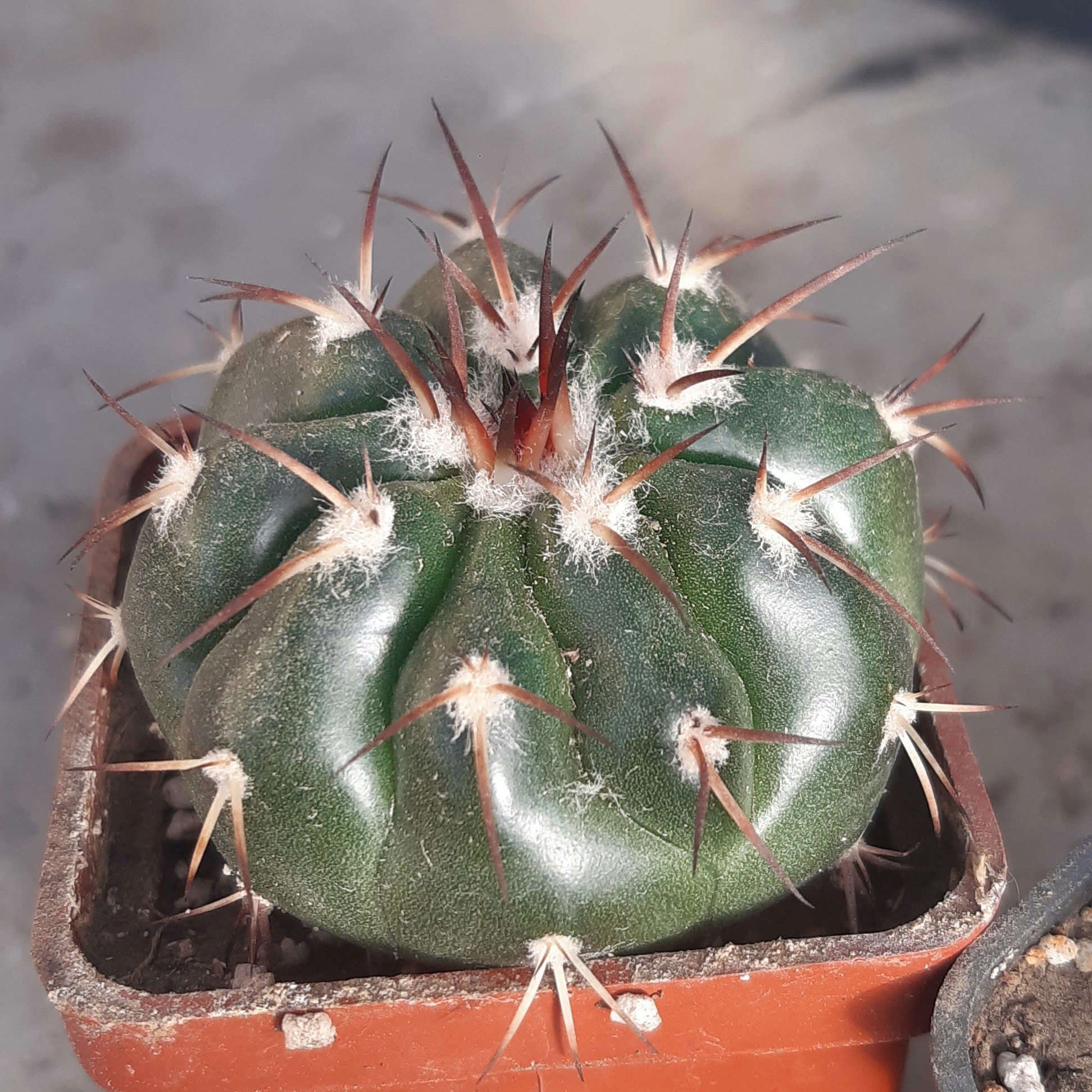 Discocactus latispinus