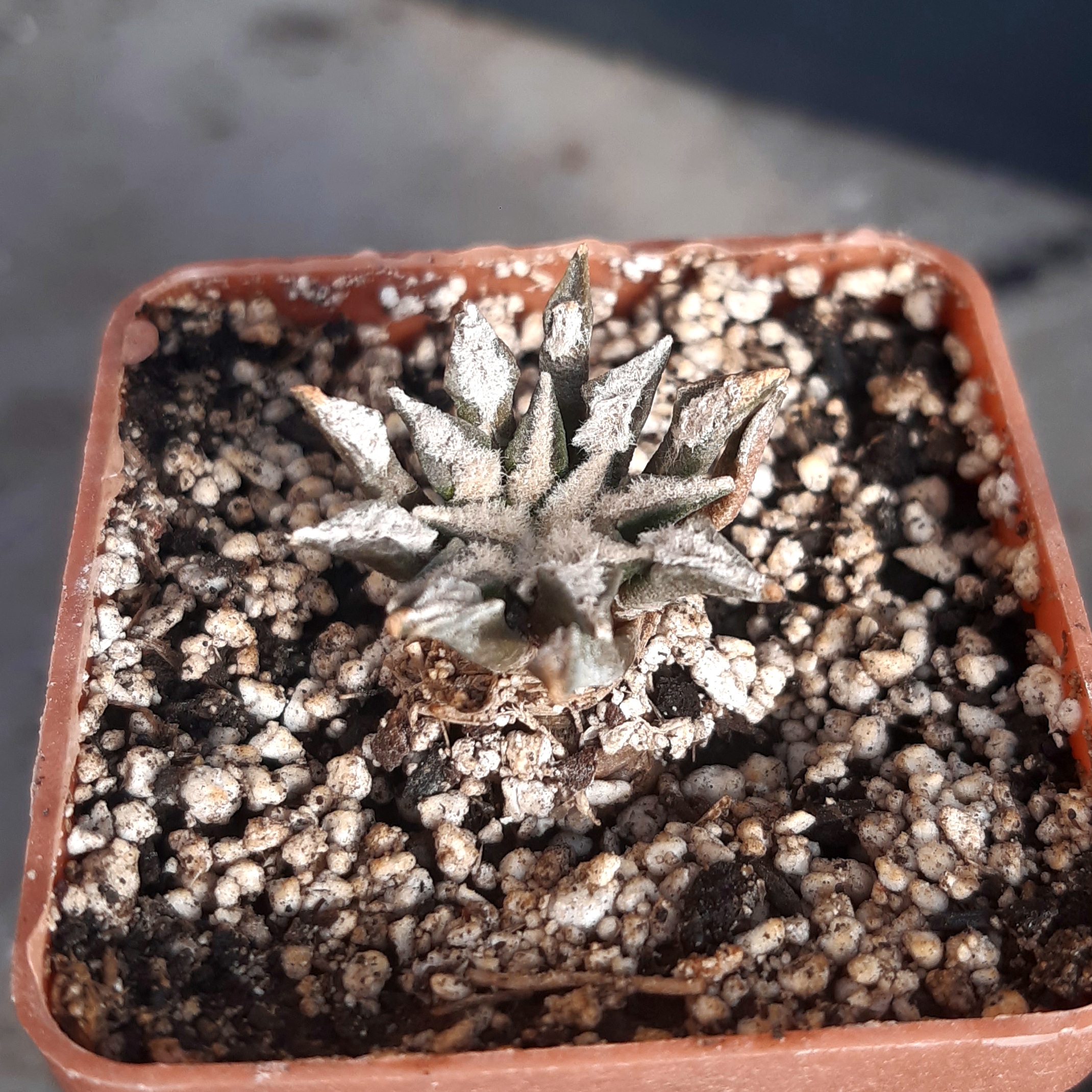 Ariocarpus kotchoubeyanus