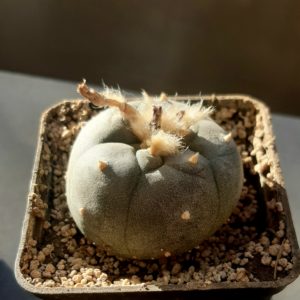 Lophophora williamsii
