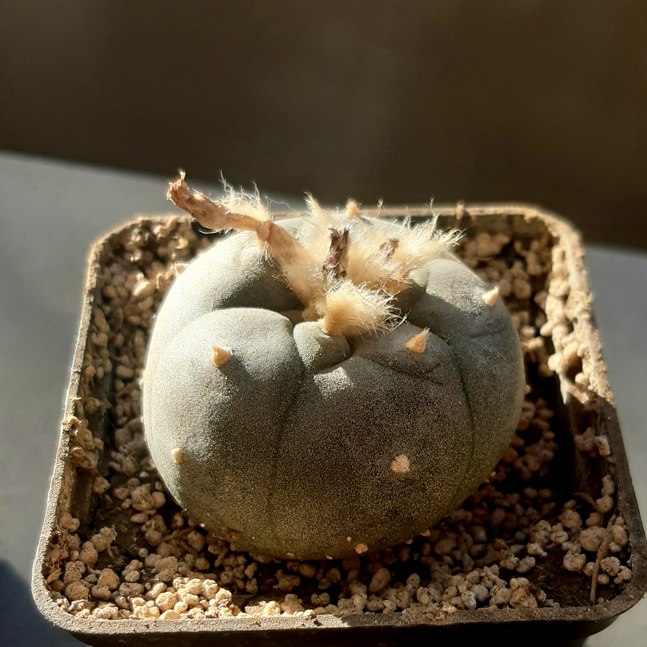Lophophora williamsii