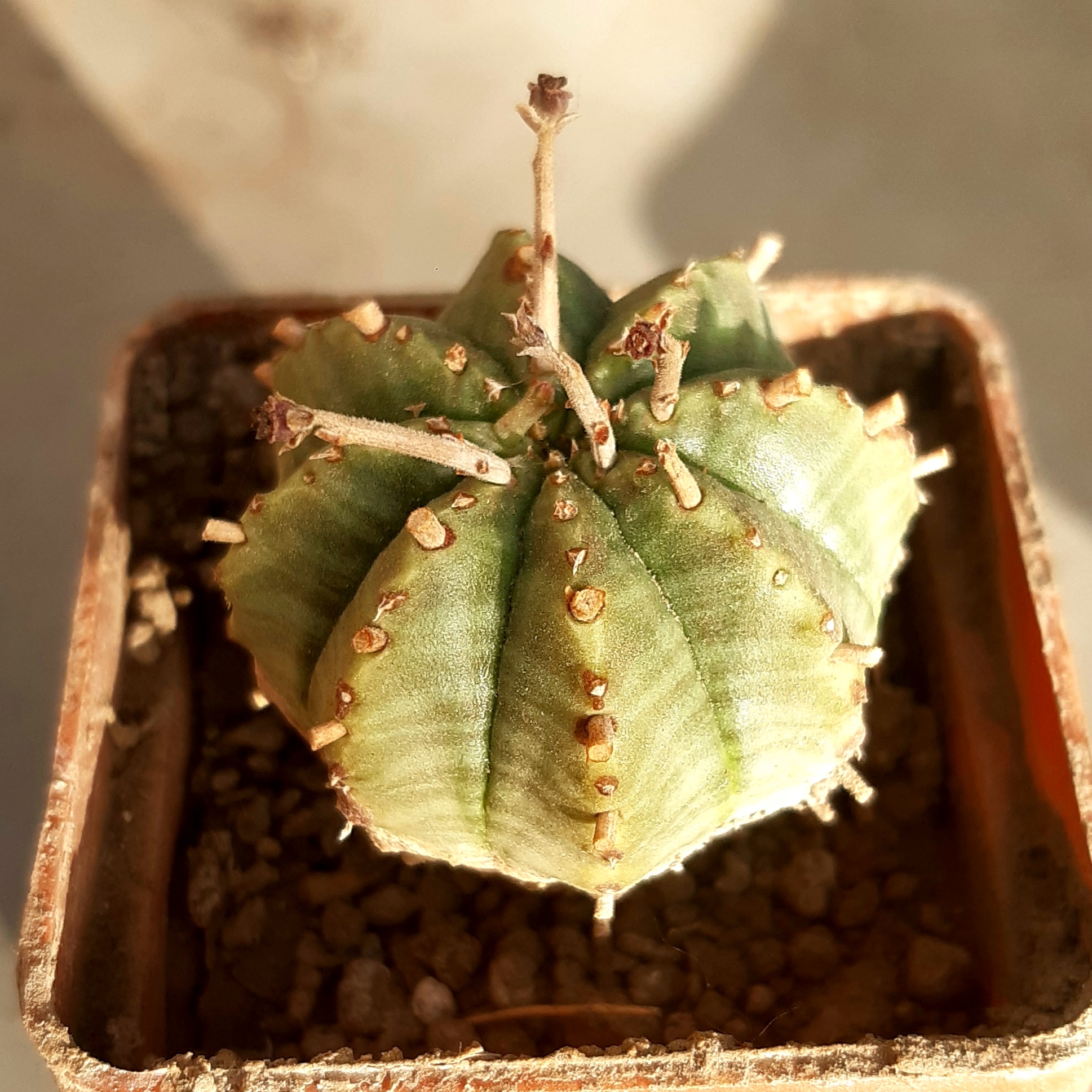 Euphorbia valida