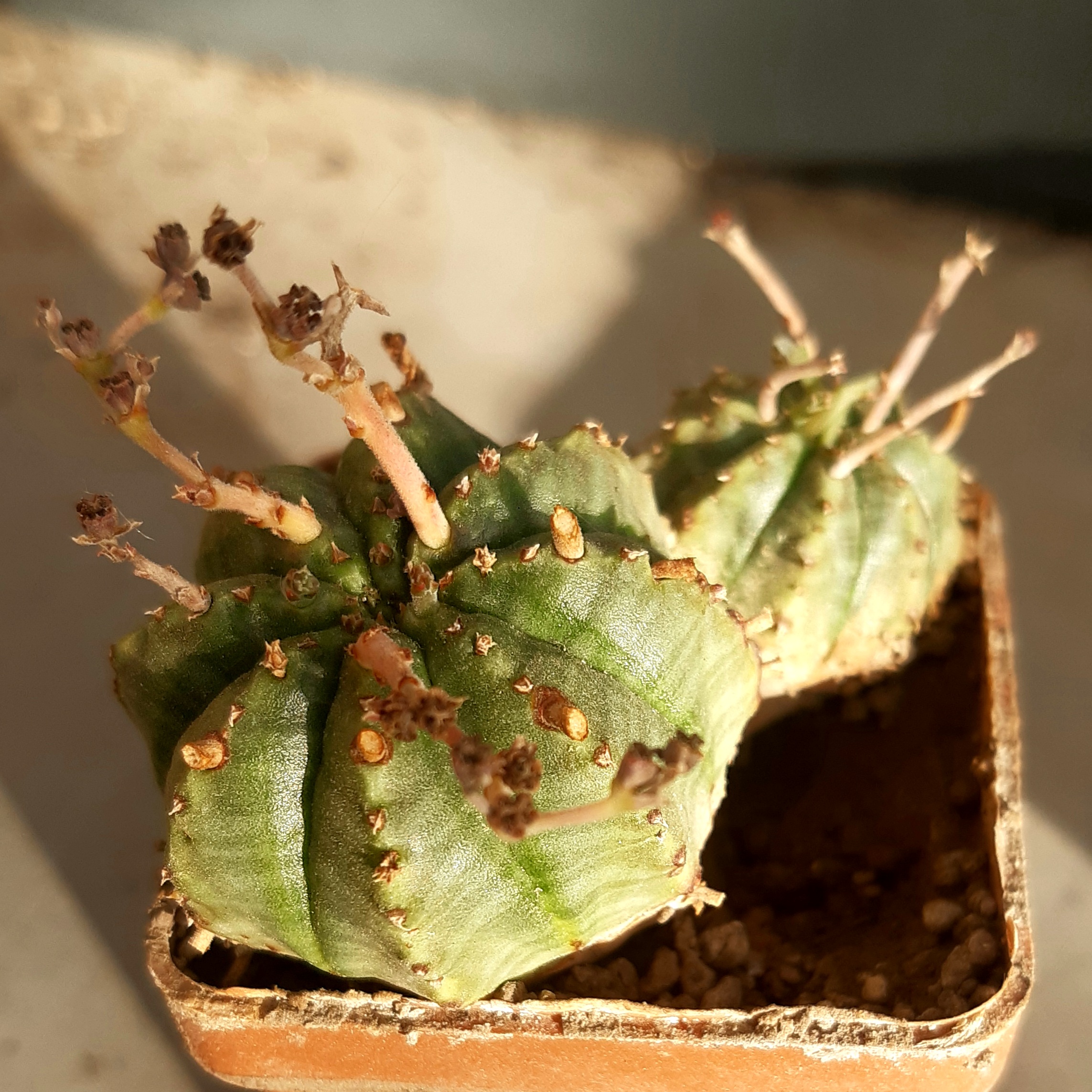 Euphorbia valida