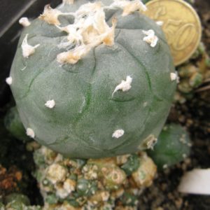 Lophophora jordaniana v caespitosa cl Ч3 №3