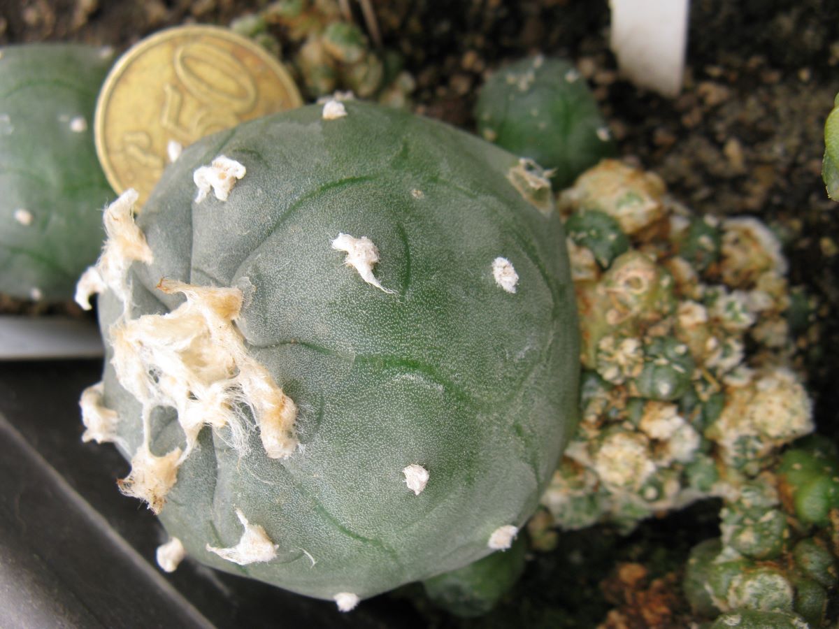 Lophophora jordaniana v caespitosa cl Ч3 №3