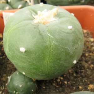 Lophophora diffusa v kubesay JJH0010292 насіння