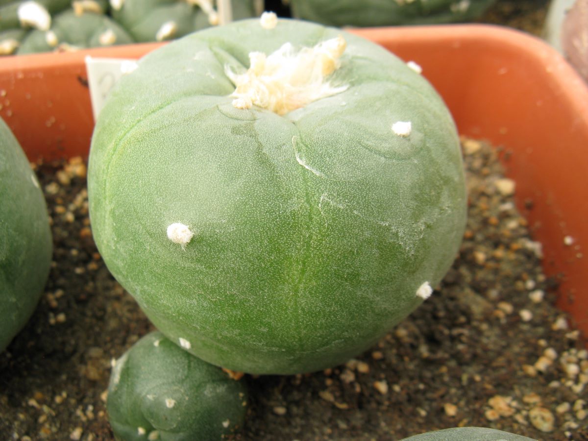 Lophophora diffusa v kubesay JJH0010292 насіння