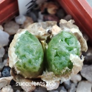 conophytum angelicae tetragonum PVB9479
