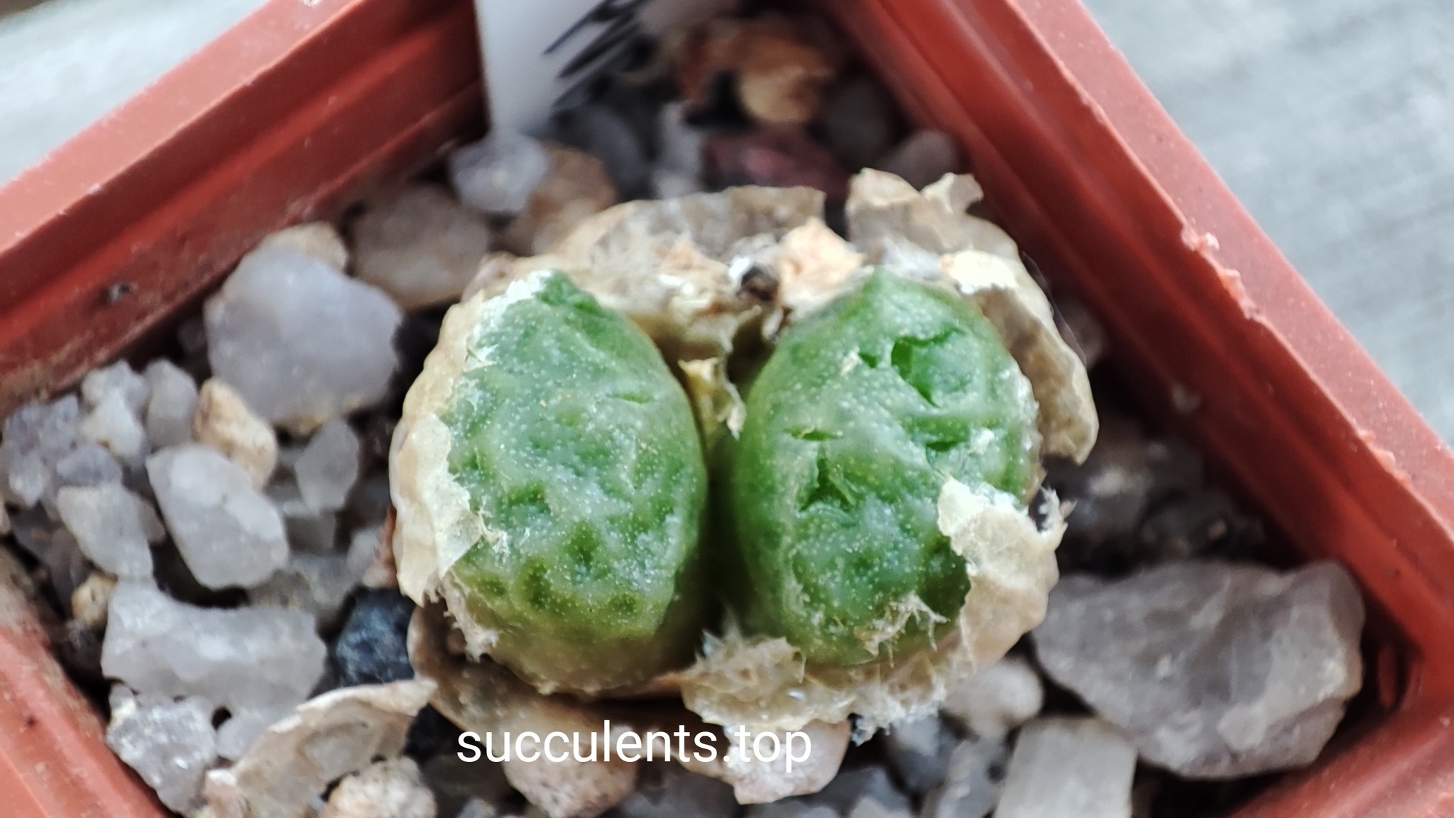 conophytum angelicae tetragonum PVB9479