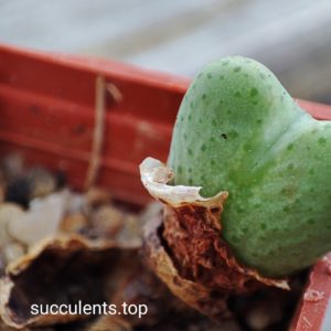 conophytum sp