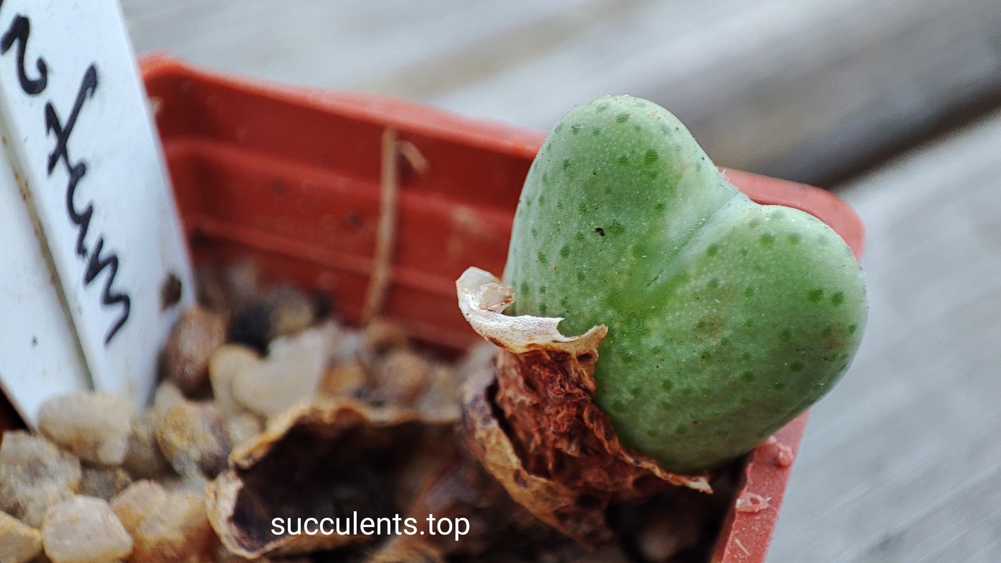 conophytum sp