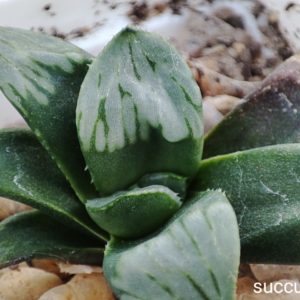 haworthia mutica cv Byackuya