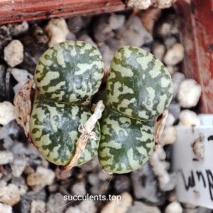 conophytum pellucidum MG1444.32