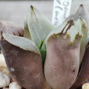 haworthia cv ice City