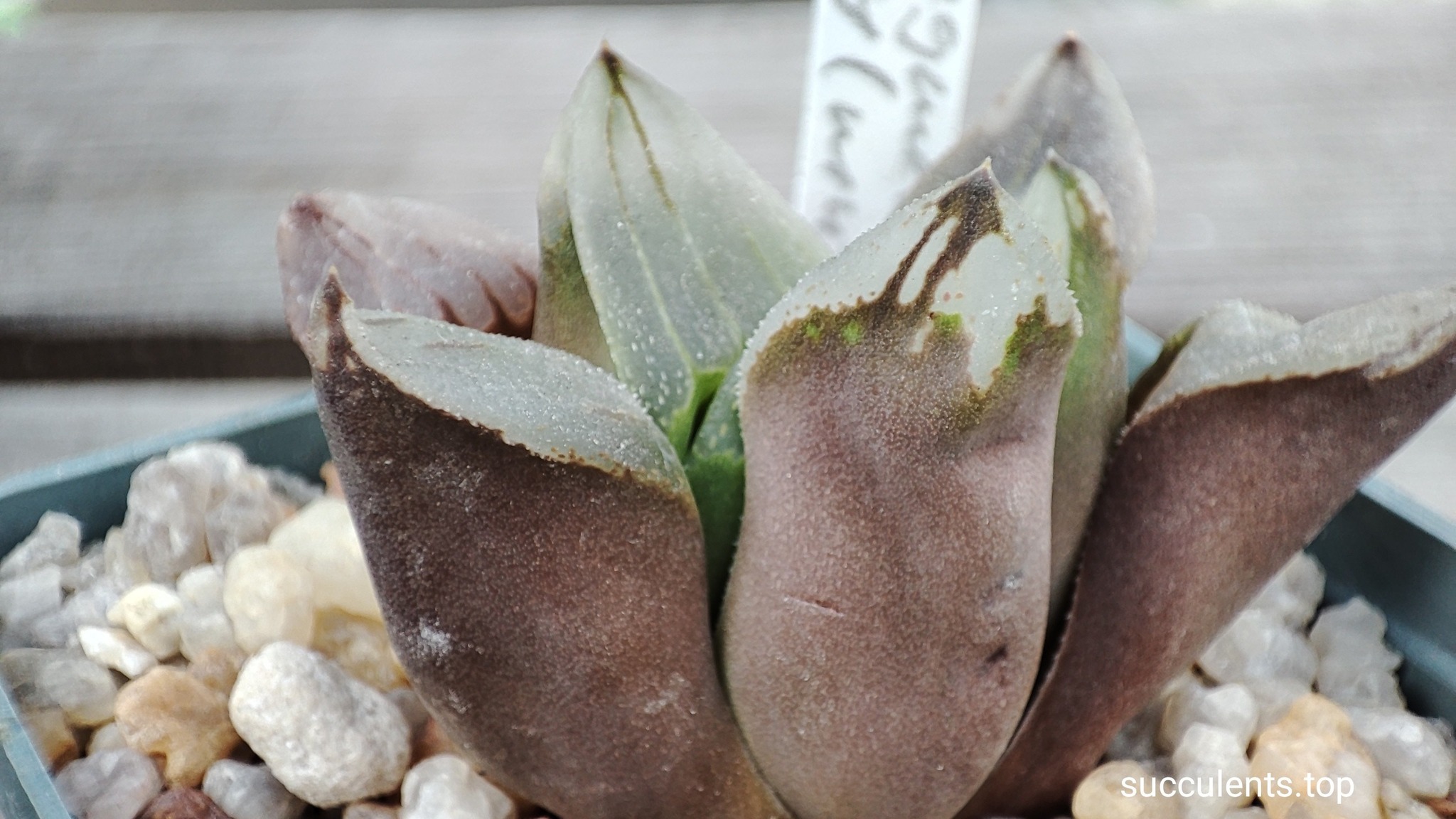 haworthia cv ice City