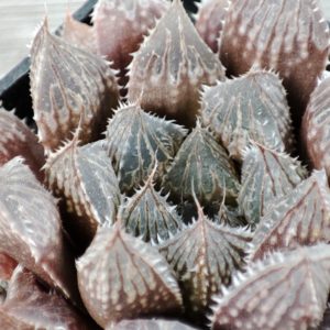 haworthia cv mirroball