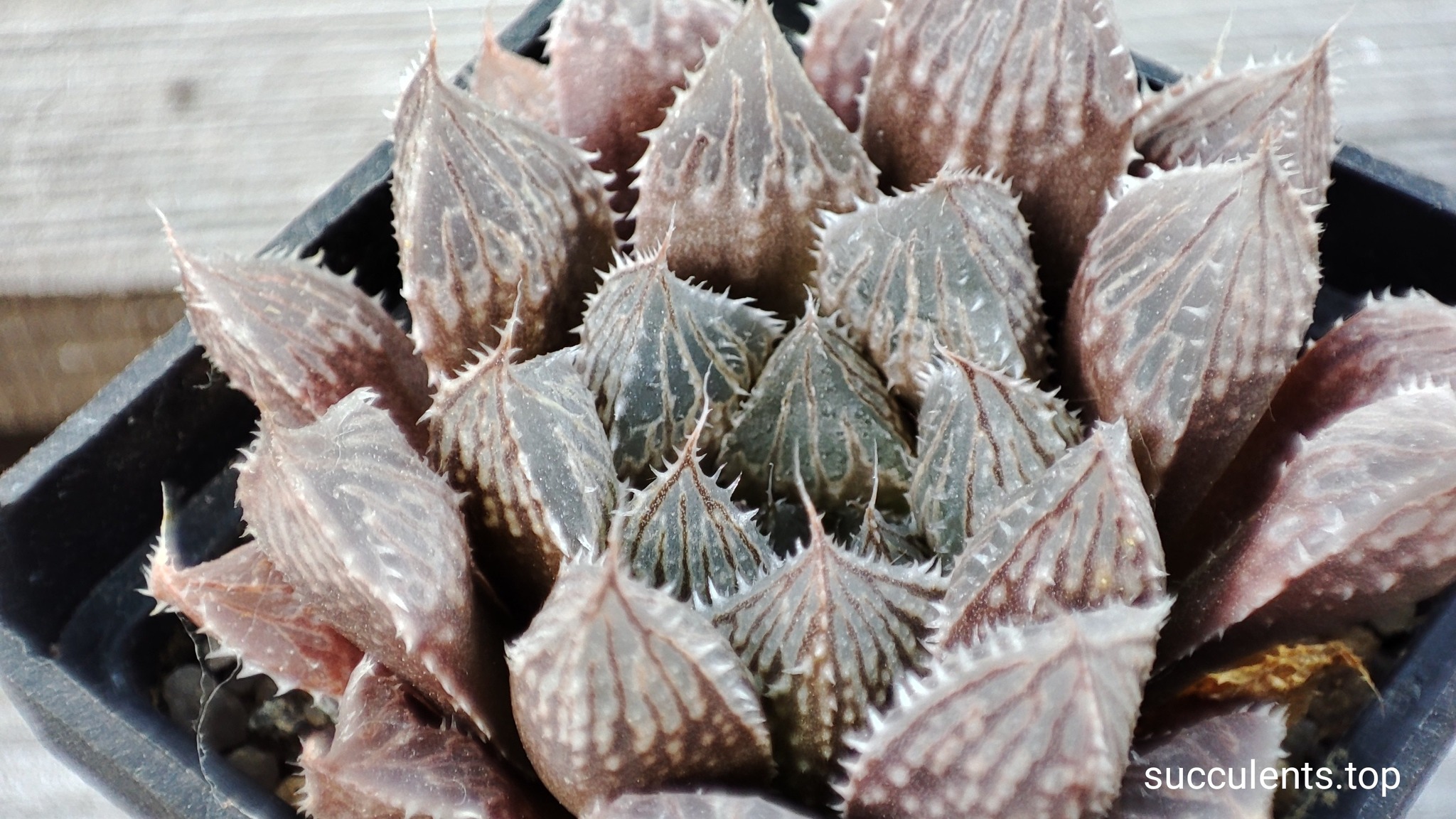 haworthia cv mirroball
