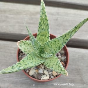 aloe cv